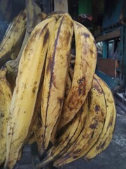A bunch of ripe plantain bananas with yellow and brown spotted skin hanging at a traditional market in Indonesia. Used for cooking, frying and making Indonesian desserts. © Abinanin