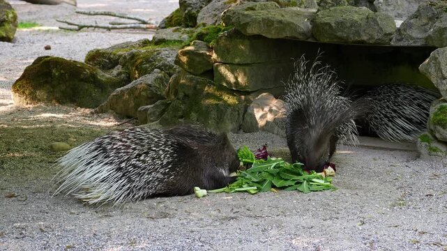 The Indian crested Porcupine, Hystrix indica or Indian porcupine is a large species of hystricomorph rodent belonging to the Old World porcupine family Hystricidae