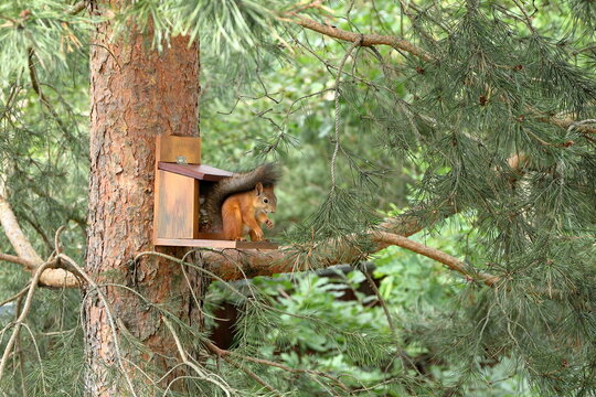 In the summer forest, a red squirrel is sitting on a pine tree next to a feeder with nuts and seeds. 