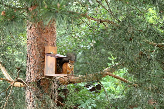 In the summer forest, a red squirrel is sitting on a pine tree next to a feeder with nuts and seeds. 