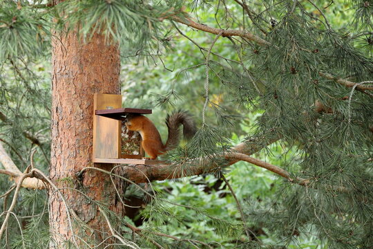 In the summer forest, a red squirrel is sitting on a pine tree next to a feeder and taking nuts and seeds out of it.