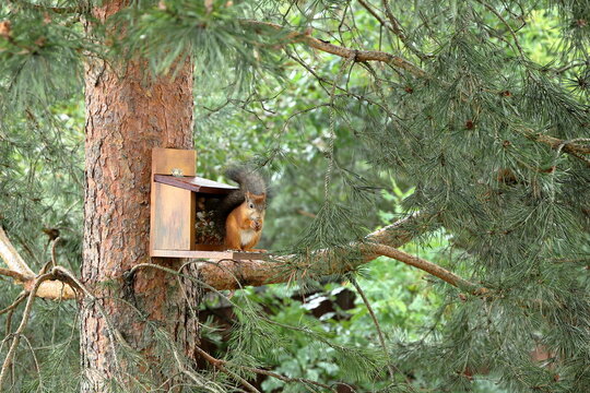 In the summer forest, a red squirrel is sitting on a pine tree next to a feeder with nuts and seeds. 