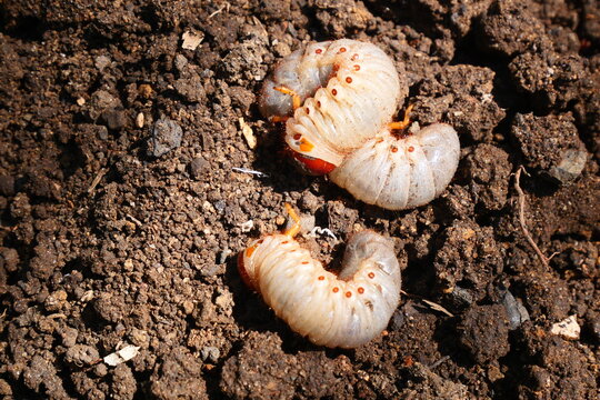 White grub larvae live underground, feeding on plant roots and causing significant damage to crops and gardens.