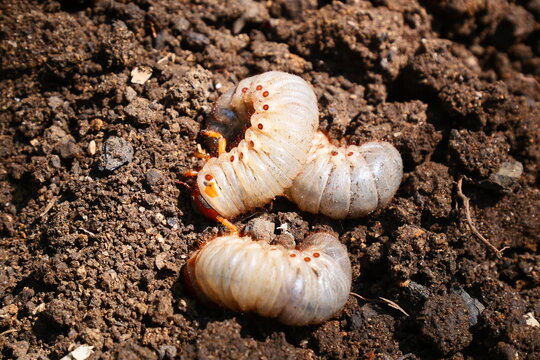 White grub larvae live underground, feeding on plant roots and causing significant damage to crops and gardens.