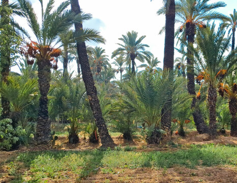 Palm Grove in Elche. It is dominated by date palms.