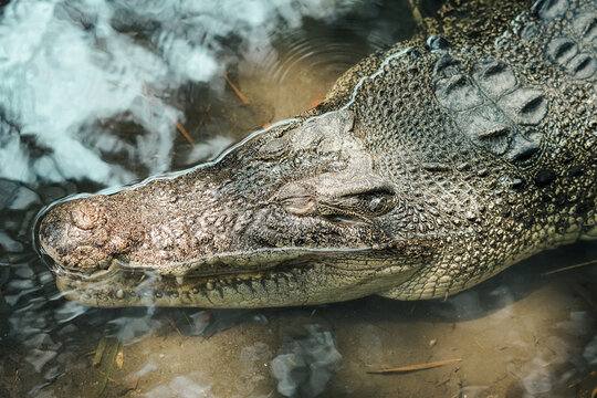 crocodile in the water