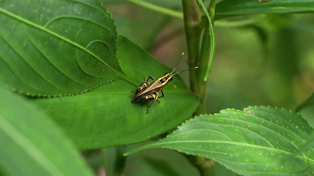 High-angle macro static shot capturing a colorful yellow and black striped monkey grasshopper (Eumastacoidea) resting motionless across a broad green tropical leaf.