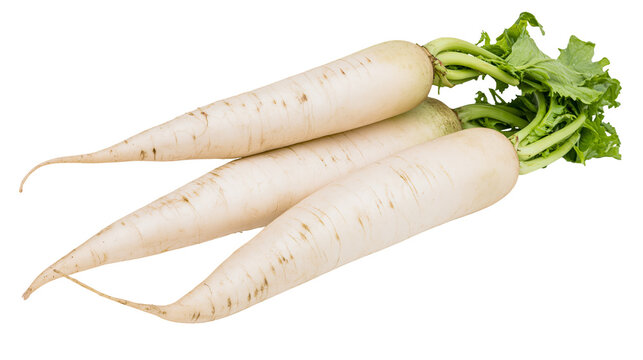 Three fresh raw white daikon radishes with green leafy tops