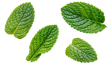 Fresh green peppermint leaves with textured veins and serrated edges © Lubos