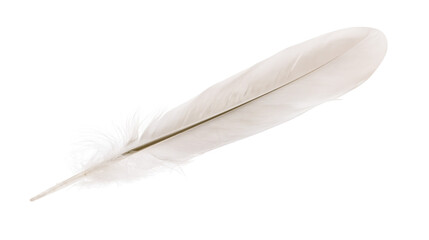 Single delicate white bird feather with soft downy texture © Lubos