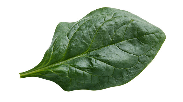 Single fresh vibrant green spinach leaf with visible veins and smooth texture