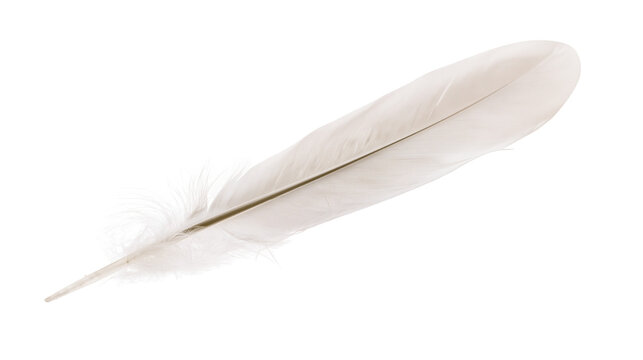 Single delicate white bird feather with soft downy texture