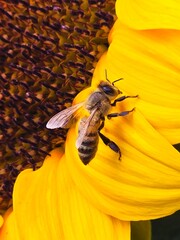 bee on yellow flower © anastasia