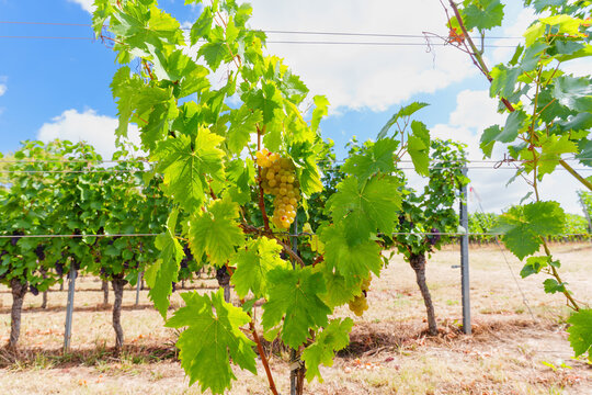Golden Grapes Ripening on Green Vineyards Under Blue Sky in Germany