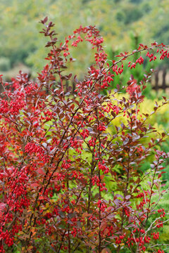 A beautiful ornamental barberry bush in the garden