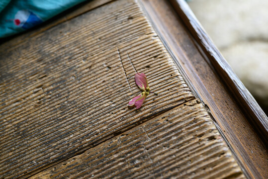 Close-up view of a pink maple seed on an old weathered wooden board with textured grain