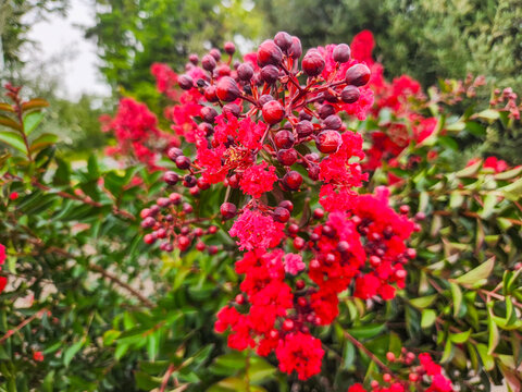 Crimson Crape Myrtle Blossom