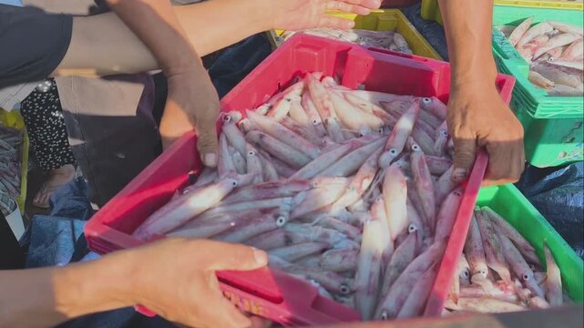 Local laborers working together, loading crates of fresh squid onto a vehicle at a morning fish market in Phu Yen, Vietnam, during sunrise