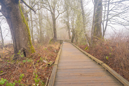 Foggy Boardwalk