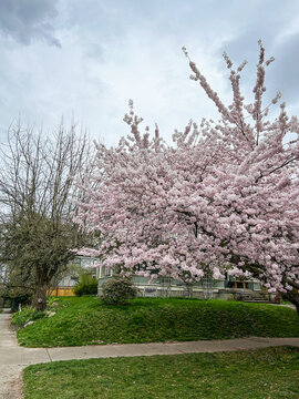Pink cherry blossoms in Seattle neighborhood