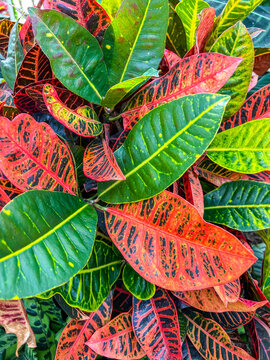 Vibrant leaves of a croton plant