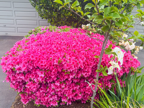 Vibrant pink azalea in garden bloom