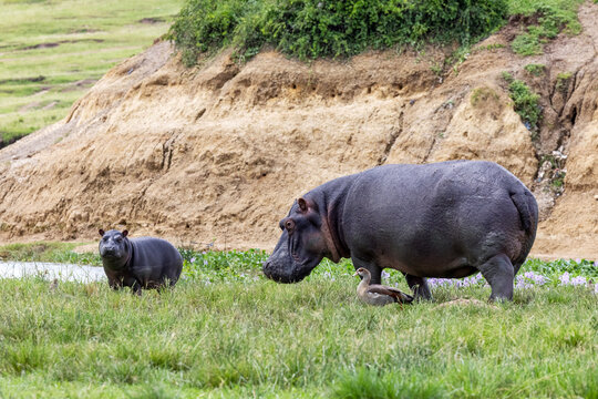 Mother and baby hippopotamus, hippopotamus amphibius, with Egyptian goose, Alopochen aegyptiaca, at Lake Edward, Uganda. Hippos are now a vulnerable species in the wild
