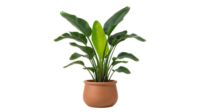 Beautiful green houseplant with large leaves in a simple terracotta clay pot