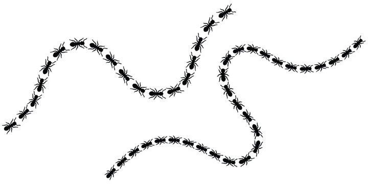 Ants walking in a line