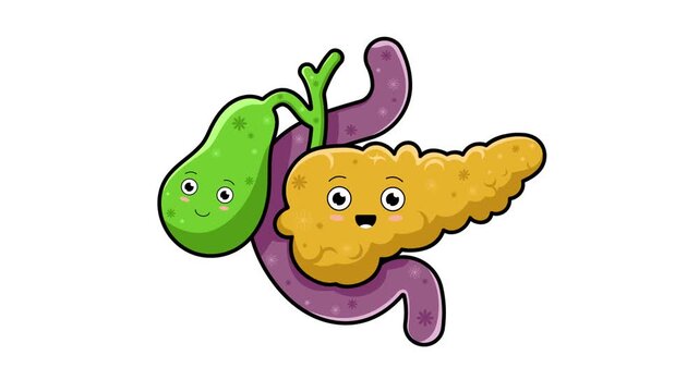Motion graphics of the human gallbladder and pancreas, designed in a cute and adorable style