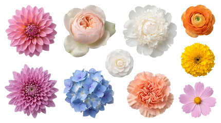 Fototapeta premium Collection of realistic colorful flower blooms and petals isolated on white background or transparent background