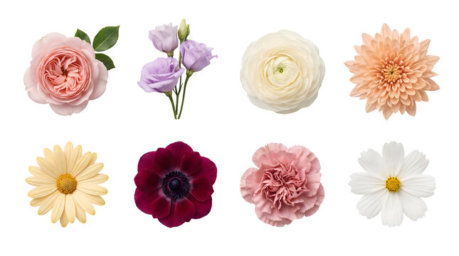 Set of various realistic colorful flower heads isolated on white background or transparent background