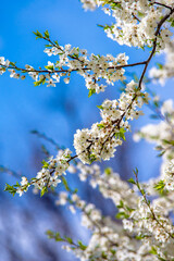 Cherry blossom branch in the garden in spring  © licvin