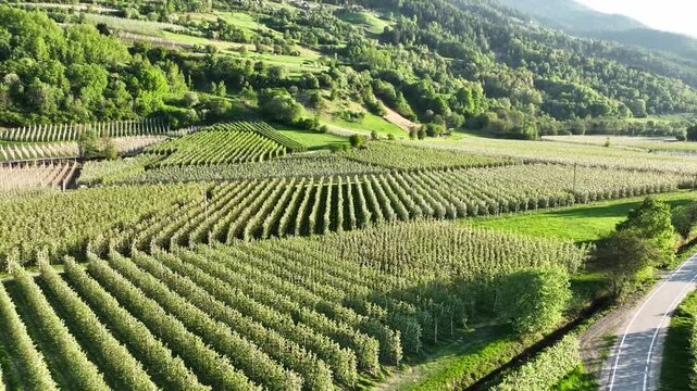 Aerial view of orderly rows of apple orchards in lush green valley during sunny spring morning.