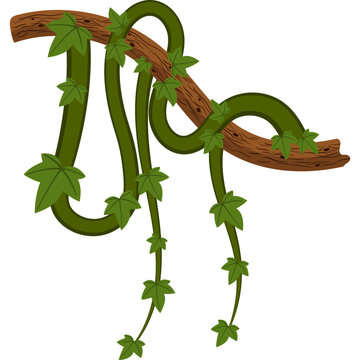 Jungle Vine Illustration