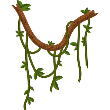 Jungle Vine Illustration