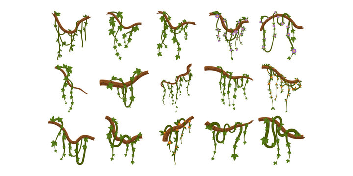 Jungle Vine Illustration