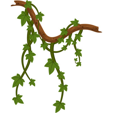 Jungle Vine Illustration