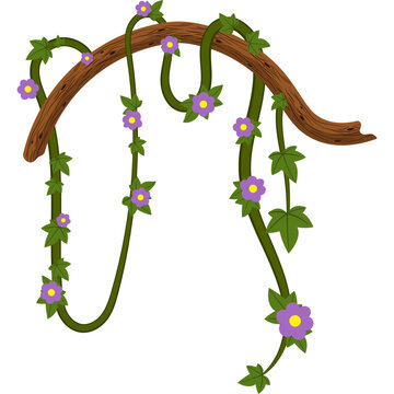 Jungle Vine Illustration