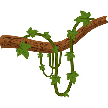 Jungle Vine Illustration