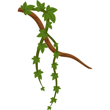 Jungle Vine Illustration