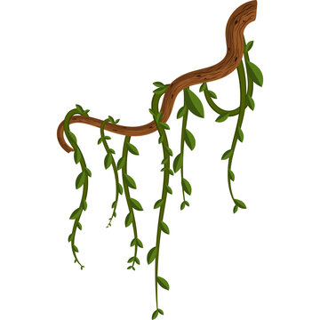 Jungle Vine Illustration