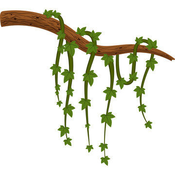 Jungle Vine Illustration