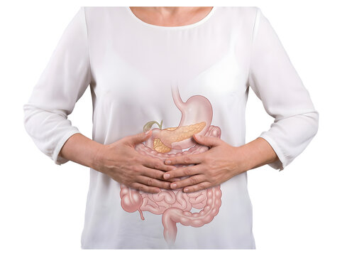 Woman in white shirt holding abdomen showing stomach pancreas and intestine