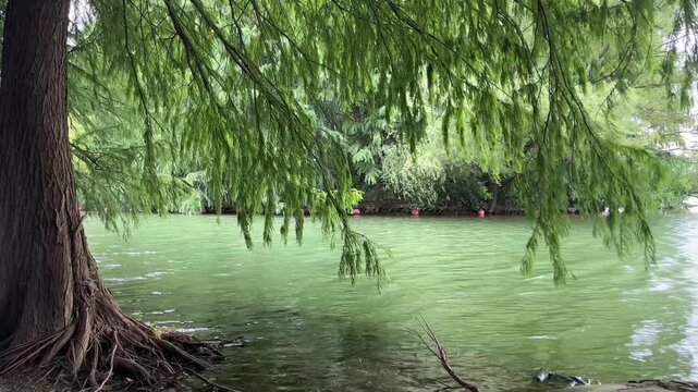 4K Green Lake Wetland Tree Reflection