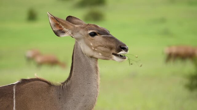 Kudu antelope cow feeding on green grass in natural african wildlife reserve.