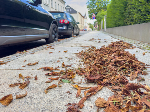 Fallen Autumn Leaves on a City Sidewalk &ndash; Slipping Hazard, Pedestrian Safety and Accident Prevention