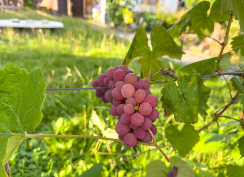 Ripe Red Grapes Growing on a Grapevine in the Garden &ndash; Fresh Vineyard Fruit and Harvest