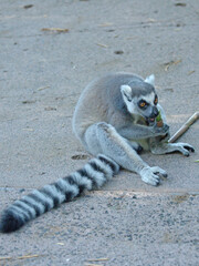 Ring-Tailed Lemur Sitting on Ground and Chewing a Bamboo Stick © blueringmedia
