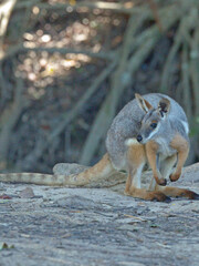 Naklejka premium Yellow-Footed Rock Wallaby Standing on Ground in Natural Habitat